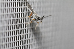 Selandriinae
