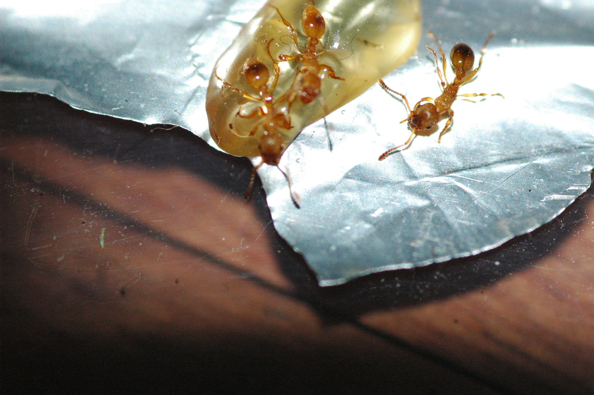 Myrmica nearctica