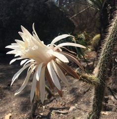 Nyctocereus serpentinus