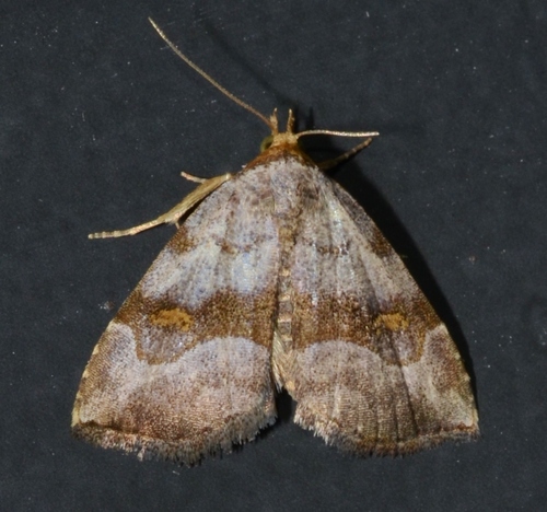 Bent-lined Tan