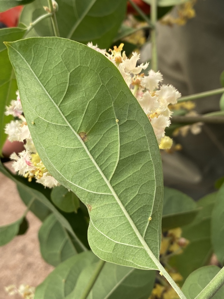 Banisteriopsis membranifolia
