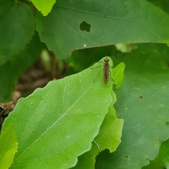Chiromyzinae