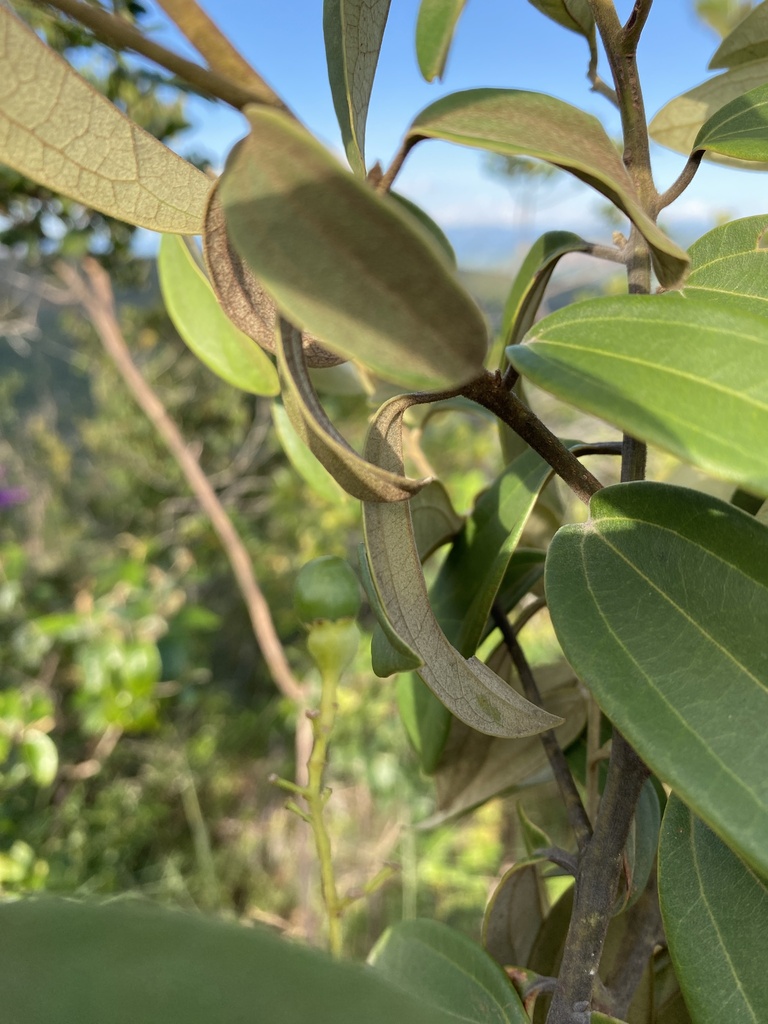 Aiouea rubrinervia