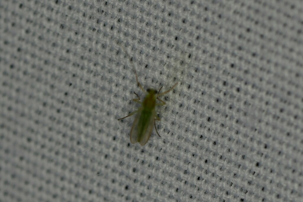 Axarus from East Baton Rouge Parish, LA, USA on March 20, 2024 at 06:57 ...