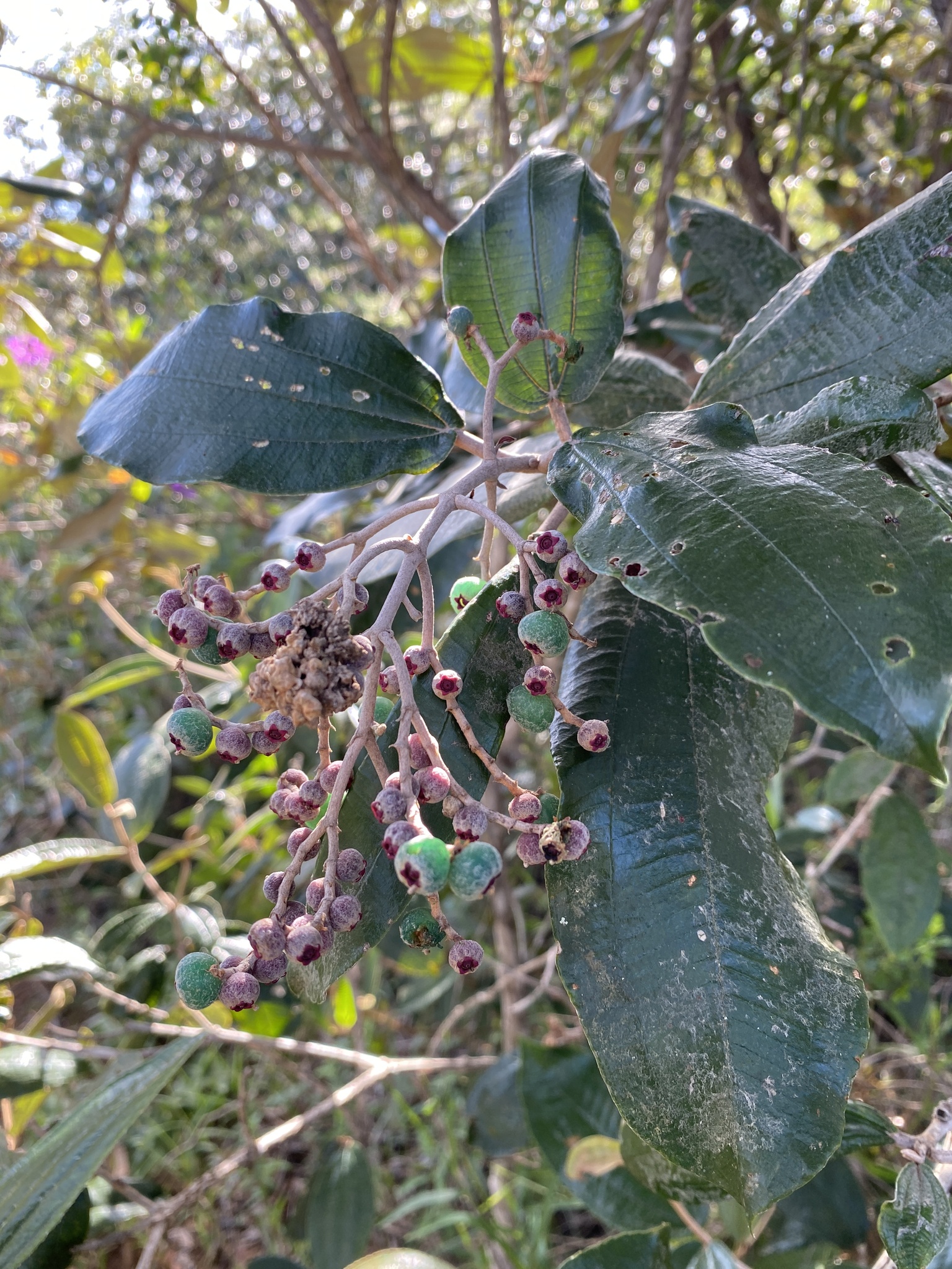 Imagem de Canela de velho