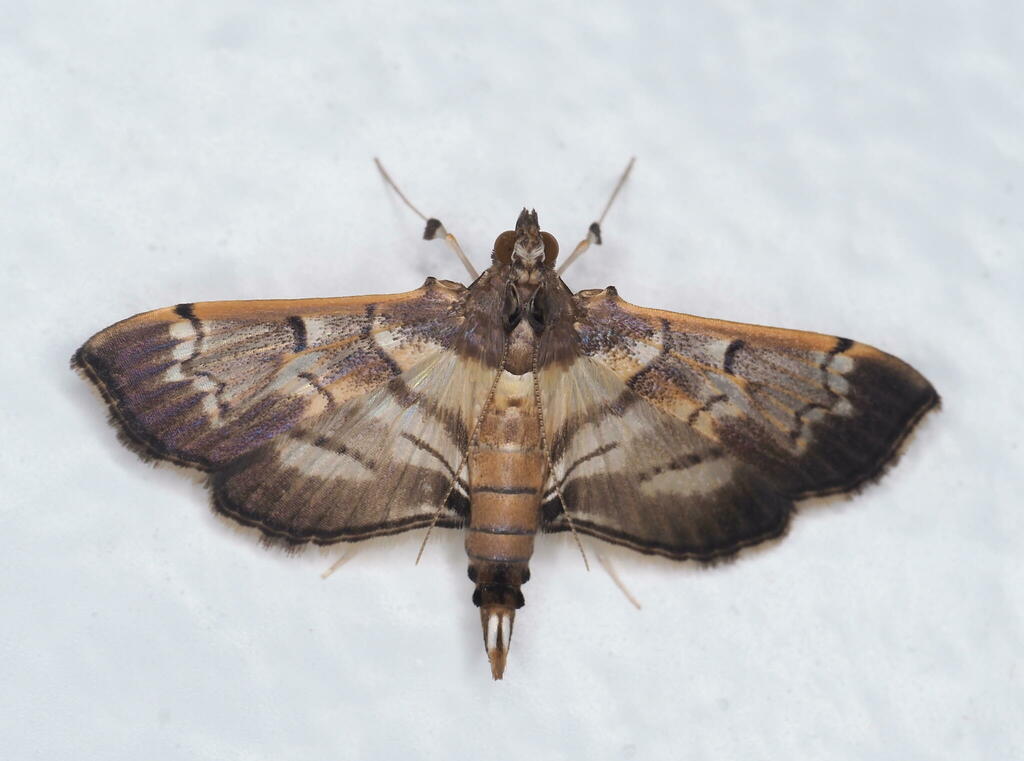 Salbia