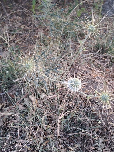 Image of Echinops echinatus by (c) Tarun Meena, some rights reserved (CC BY)