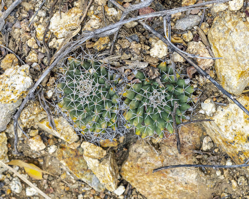 Mammillaria peninsularis