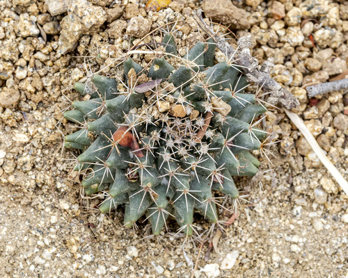 Mammillaria peninsularis
