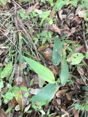 Dichanthelium latifolium