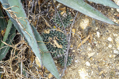 Mammillaria peninsularis