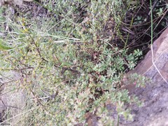 Cliffortia complanata