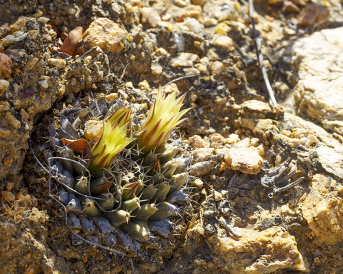 Mammillaria peninsularis