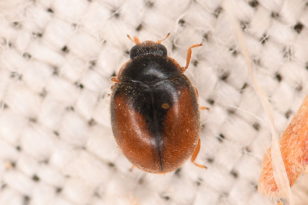 Fall's Lady Beetle