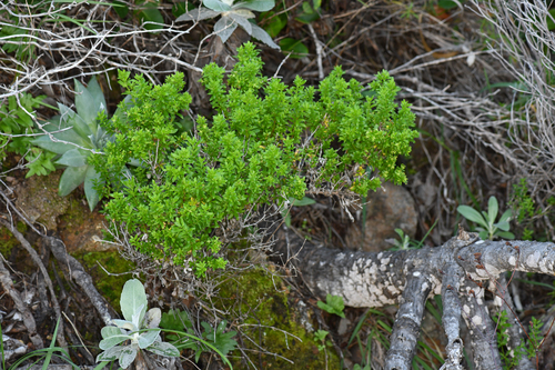 box bedstraw (Galium buxifolium)