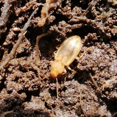 Dicheirotrichus
