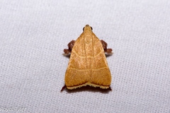 Parachma ochracealis
