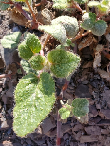 Image of Anulocaulis annulatus by no rights reserved