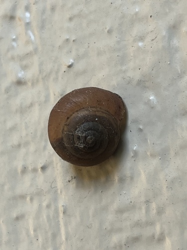 Bradybaena similaris observed 2024-03-20