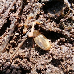 Dicheirotrichus