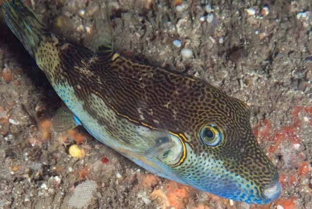 Stip-scherpneuskogelvis (Canthigaster punctata) — Tetraodontidae