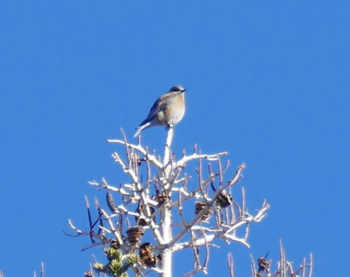 Western Bluebird photographed in Arizona