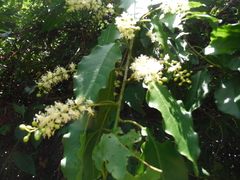 Trichostigma octandrum
