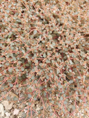 Image of Euphorbia parishii by no rights reserved