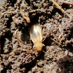 Dicheirotrichus