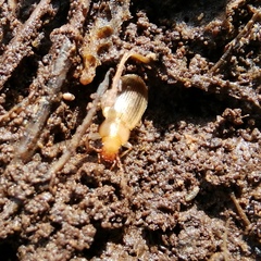 Dicheirotrichus