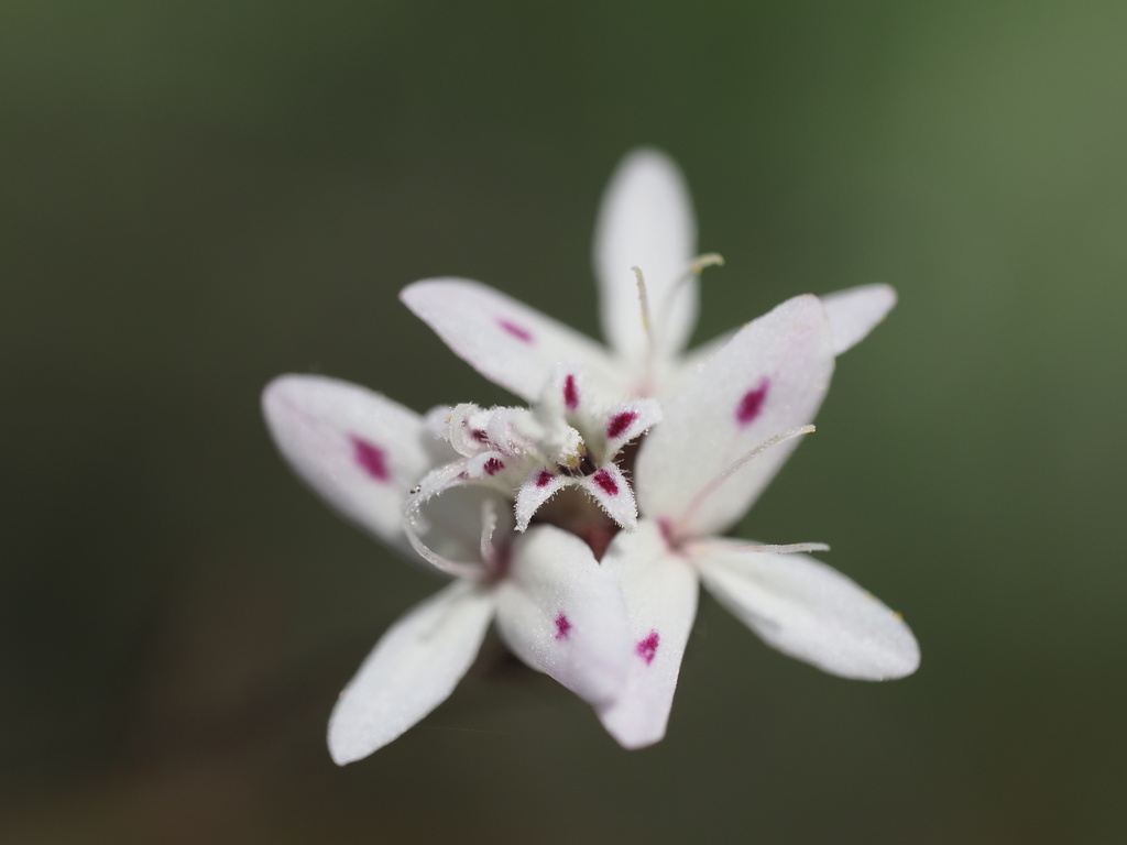 False Rosinweed