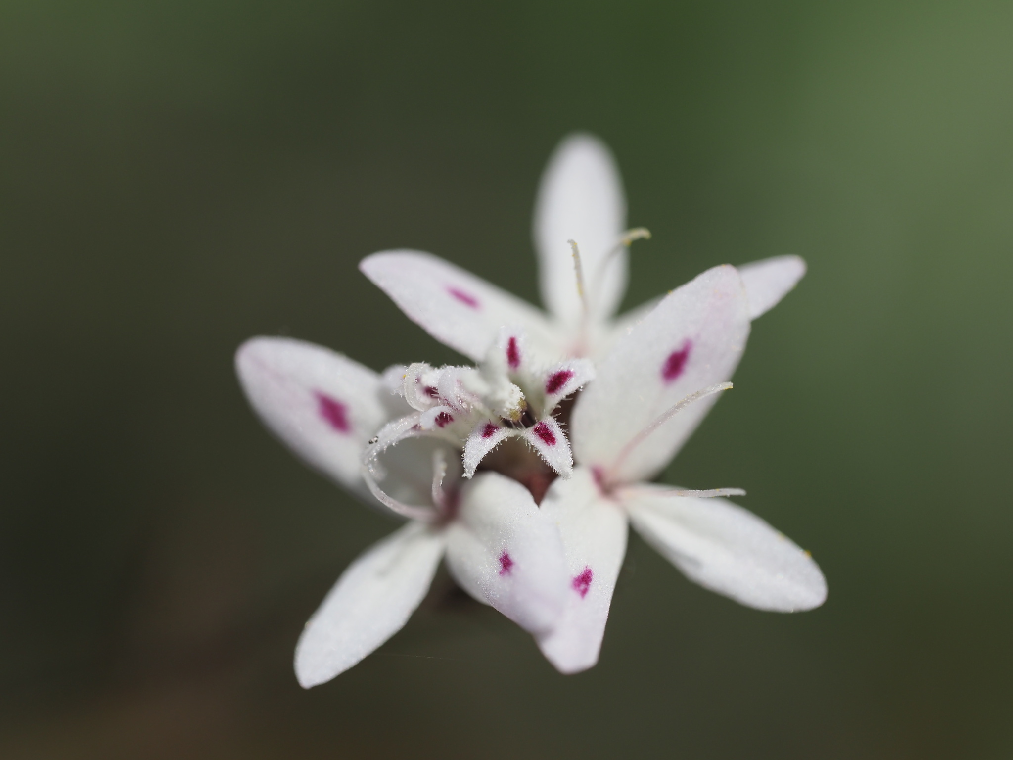 Osmadenia tenella