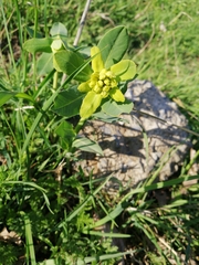 Euphorbia oblongata