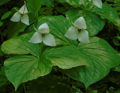 Trillium simile