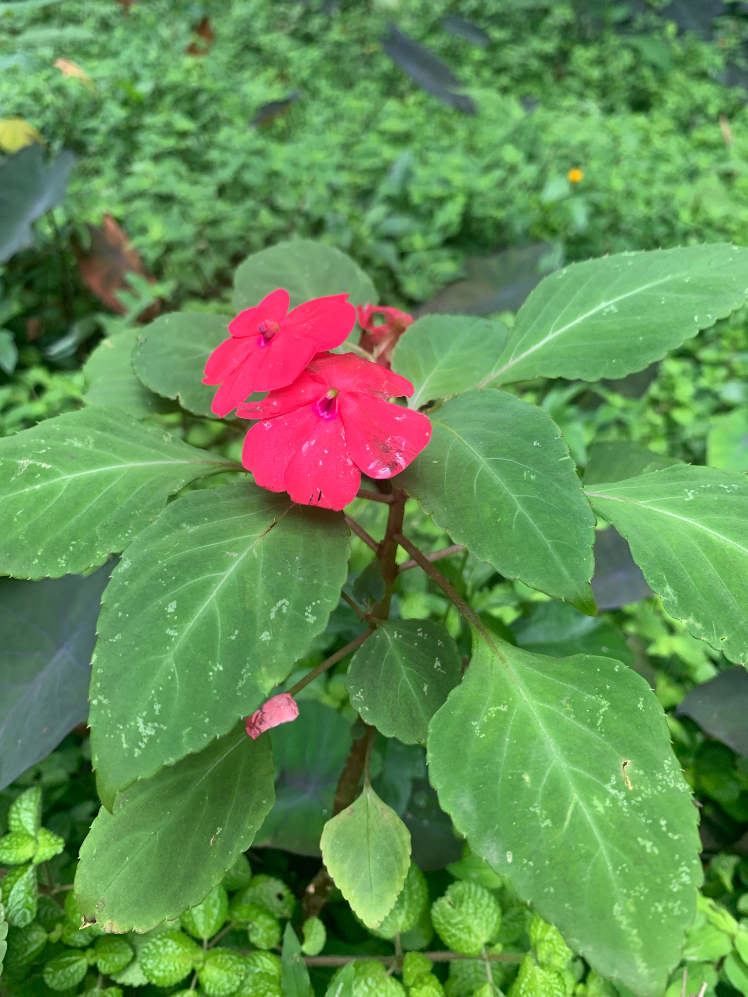 Impatiens walleriana