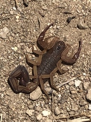 Centruroides edwardsii