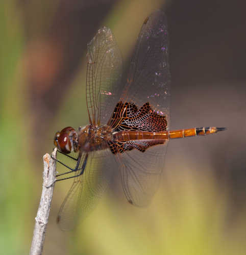 Carolina Saddlebags