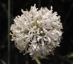 Marshallia caespitosa