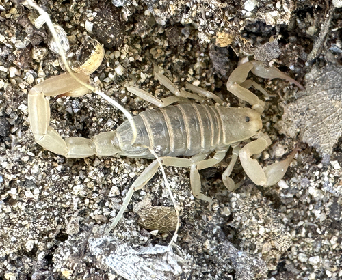 Kochius punctipalpi