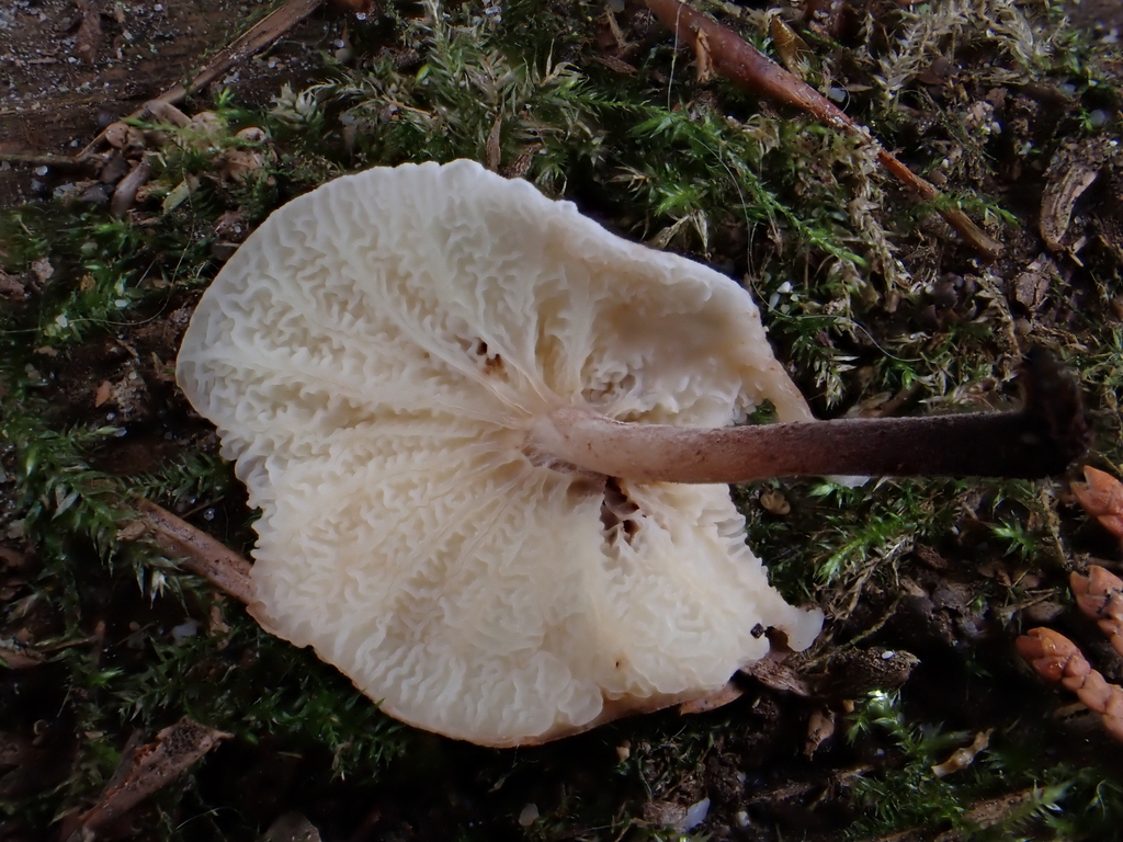 Rhizomarasmius cunninghamietorum