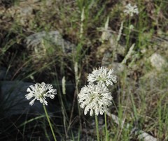 Marshallia caespitosa