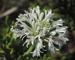 Marshallia caespitosa