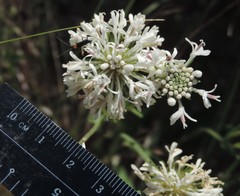 Marshallia caespitosa