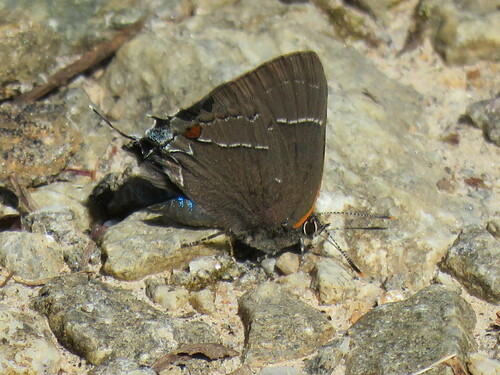 White M Hairstreak photo 6