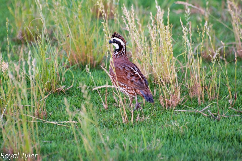Northern Bobwhite from Craft Farms Rd Foley, AL 36535 on May 5, 2016 at