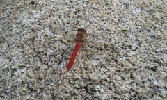 Sympetrum gilvum