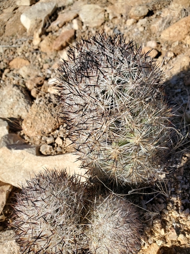 Pelecyphora alversonii