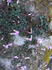 Oxalis commutata
