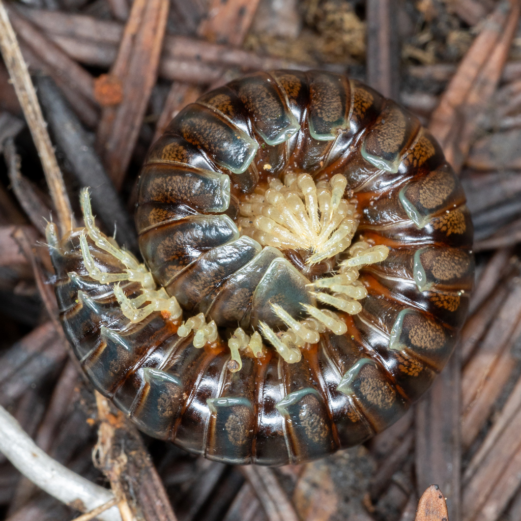 Flat-backed Millipedes from Cooper Mountain Nature Park, Washington ...