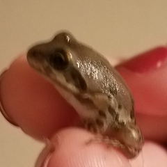 Pseudacris streckeri